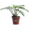 eGarden.store Pianta di Monstera Minima Rhaphidophora Tetrasperma pianta vera da interno