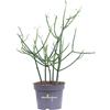 eGarden.store Pianta di Euphorbia Tirucalli vera succulenta ornamentale da arredo interno