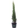 eGarden.store Pianta di Cipresso Cupressus Sempervirens Totem pianta conifera vera da esterno