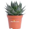 eGarden.store Pianta di Aloe Aristata Cosmo vera grassa succulenta ornamentale da interno