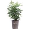 eGarden.store Pianta di Nandina Domestica pianta da esterno pianta da giardino pianta vera