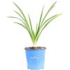 eGarden.store Pianta di Agapanto Agapanthus pianta da fiore vera ornamentale da esterno