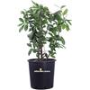 eGarden.store Pianta di Prunus Laurocerasus Novità Lauroceraso pianta vera decorativa da siepe