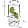 Contenitore Per Terrario Con Vaso Idroponico Per Piante In Vaso Di Vetro Sospeso