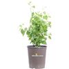 eGarden.store Pianta di Philadelphus Virginal vera siepe fiore bianco ornamentale da esterno