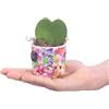 eGarden.store Hoya Kerrii Green Heart vera San Valentino regalo ornamentale vaso ceramica