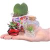eGarden.store Set Piante Mix San Valentino regalo Tillandsia Succulenta Hoya Kerry vere