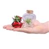 eGarden.store Set Piante Mix San Valentino regalo Tillandsia Succulenta Hoya Kerry vere