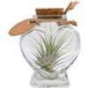 eGarden.store Pianta di Tillandsia pianta da interno pianta tropicale pianta ornamentale vera
