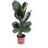 eGarden.store Pianta di Ficus Lyrata vera ornamentale sempreverde da arredo interno in vaso