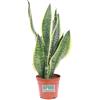 eGarden.store Pianta di Sansevieria Futura Superba vera succulenta variegata da interno
