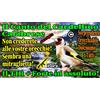 CD IL CANTO DEL CARDELLINO CALABRESE PER ISTRUIRE IL TIR PIU' FORTE IN ASSOLUTO!