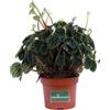 eGarden.store Pianta di Peperomia Caperata Lilian vera ornamentale succulenta da interno