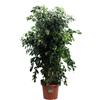 eGarden.store Pianta di Ficus Benjamin pianta vera ornamentale decorativa da arredo interno