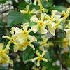 AMDGarden Pianta di RHINCOSPERMUM CHRISTABEL BIELENBERG falso gelsomino giallo vaso18