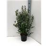 Vivaio di Castelletto Feijoa "Acca sellowiana" Guayabo del Brasile pianta in vaso ø33 cm h. 100/120 c