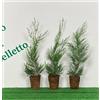 Vivaio di Castelletto Cipresso di Leyland "Cupressocyparis leylandii" 24 piante in vaso bio ø8 H 40/50