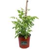 eGarden.store pianta di Bignonia Madame Galen pianta vera rampicante fiori arancio da esterno