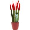 Sansevieria Cylindrica Velvet TouchZ® M 18cm con coprivaso in ceramica colorata