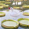 Swan Decoy Garden Statue Lake Yard Pool Lawn Lawn Gate Decorazione