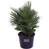eGarden.store Pianta di Chamaerops Humilis Compacta Palma Nana vera ornamentale da esterno