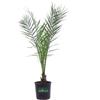 eGarden.store Pianta di Phoenix Canariensis Palma delle Canarie vera ornamentale da esterno