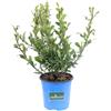 eGarden.store Pianta di Plumbago Auriculata vera ornantale rampicante vari colori da esterno