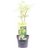 eGarden.store Pianta di Acero Japanese Jewel pianta vera ornamentale mix varietà da esterno