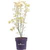 eGarden.store Pianta di Acero Japanese Jewel pianta vera ornamentale mix varietà da esterno