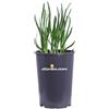 eGarden.store Pianta di Allium Pink vera ornamentale fiore rosa resistente da esterno