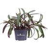 eGarden.store Pianta di Scilla Violacea vera ornamentale succulenta variegata da interno