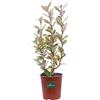 eGarden.store Pianta di Eleagnus Ebbingei Variegato vera decorativa variegata siepe da esterno