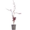 eGarden.store Pianta di Acero Palmato Acer Palmatum vera ornamentale foglie colorte da esterno