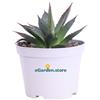 eGarden.store Pianta di Agave Attenuata Shaka Zulu vera succulenta da esterno o interno