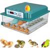 Auveach Incubatrice per Uova Automatica Incubatrice per 16 Uova Gallina Controllo