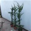 10 PIANTE DI CIPRESSO LEYLANDII VASO 18 CM ALTEZZA 100/120 CM