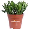 eGarden.store Pianta di Crassula varietà mix vera succulenta ornamentale da esterno o interno