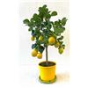 Vivaio di Castelletto Limone Carrubaro "Citrus limon" Agrumi di Sicilia pianta in vaso 22 cm
