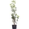 eGarden.store Pianta di Osmanto Osmanthus Heterophyllus vera cespuglio fiore bianco da esterno