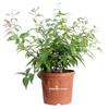 eGarden.store Pianta di Gelsomino Jasminum Nitidum vera ornamentale rampicante da esterno