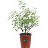 eGarden.store Pianta di Rosa Canina Rosa Selvatica vera cespuglio ornamentale da esterno