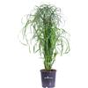 eGarden.store Pianta di Cyperus Alternifolius Falso Papiro vera ornamentale da esterno in vaso