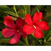 Vivaio di Castelletto Oleandro a cespuglio "Nerium Oleander" pianta in mastello ø40 cm h. 150/200 cm
