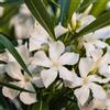 Vivaio di Castelletto Oleandro a cespuglio "Nerium Oleander" pianta in mastello ø40 cm h. 150/200 cm