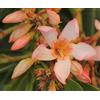 Vivaio di Castelletto Oleandro a cespuglio "Nerium Oleander" pianta in mastello ø40 cm h. 150/200 cm