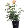 eGarden.store Pianta di Rosa Meilland pianta vera vari colori mix varietà ornamentale in vaso