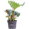 eGarden.store Pianta di Bergenia Ripple Effect vera ornamentale fiore rosa da esterno