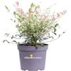 eGarden.store Pianta di Nandina Domestica Twilight vera ornamentale cespuglio da esterno