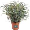 eGarden.store Pianta di Aloe Arborescens vera età 8 anni ornamentale da esterno in vaso