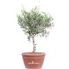 eGarden.store Bonsai di Olivo Ulivo Bonsai Bowl vero ornamentale ciotola da interno o esterno